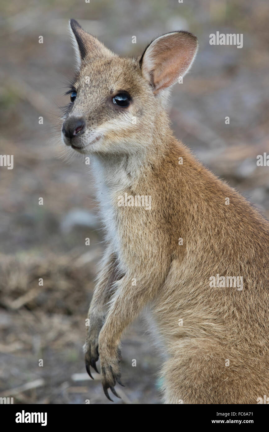 young Agile Wallaby (Macropus agilis) Stock Photo