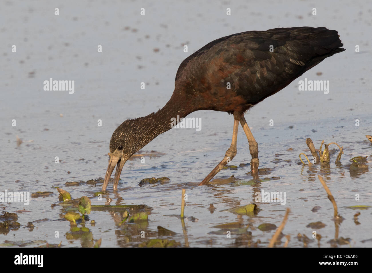 Glossy Ibis (Plegadis falcinellus) feeding in shallow water Stock Photo