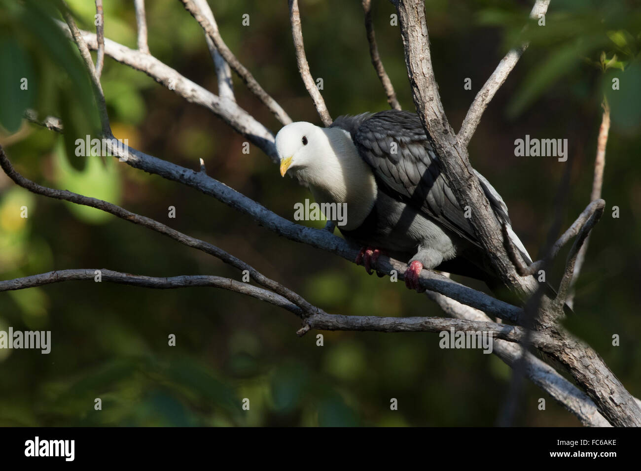 Black-banded Fruit Dove (Ptilinopus alligator) Stock Photo