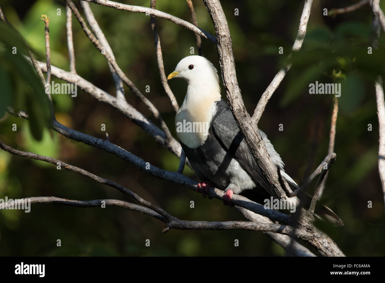 Black-banded Fruit Dove (Ptilinopus alligator) Stock Photo