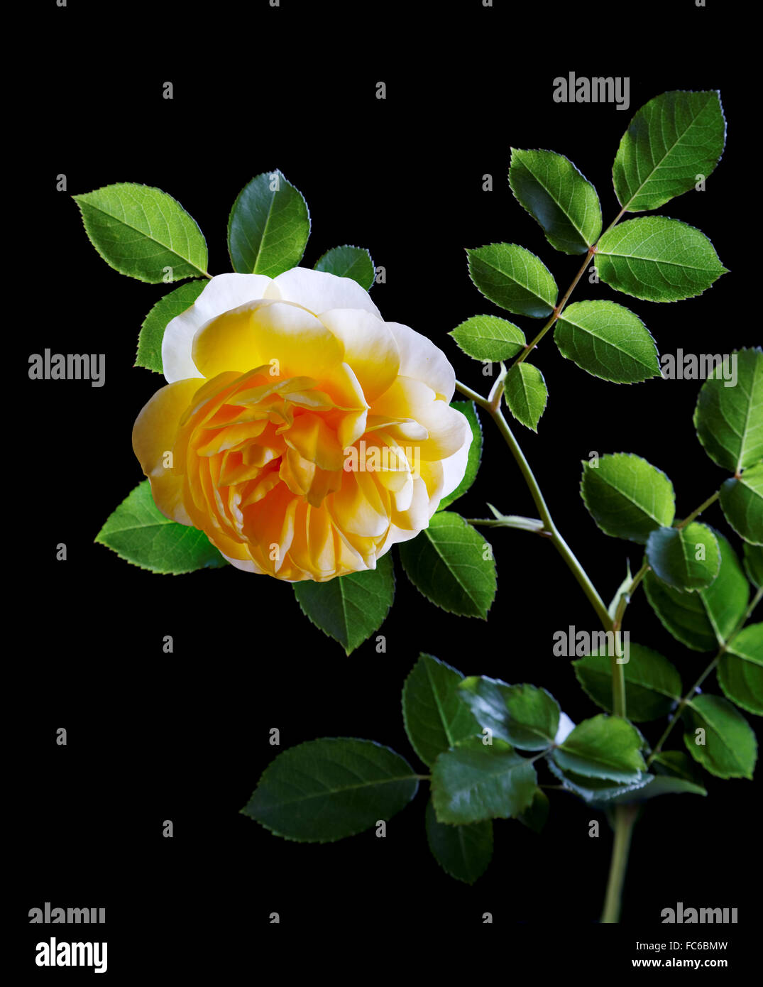 Yellow roses black background black background hires stock photography