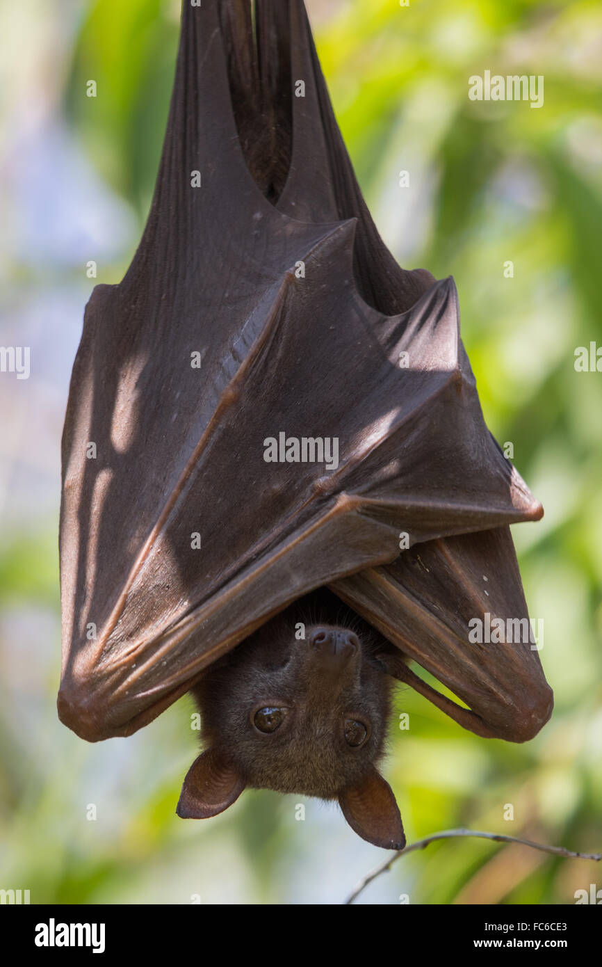 Black Flying-fox (Pteropus alecto) hanging from a branch during daytime Stock Photo