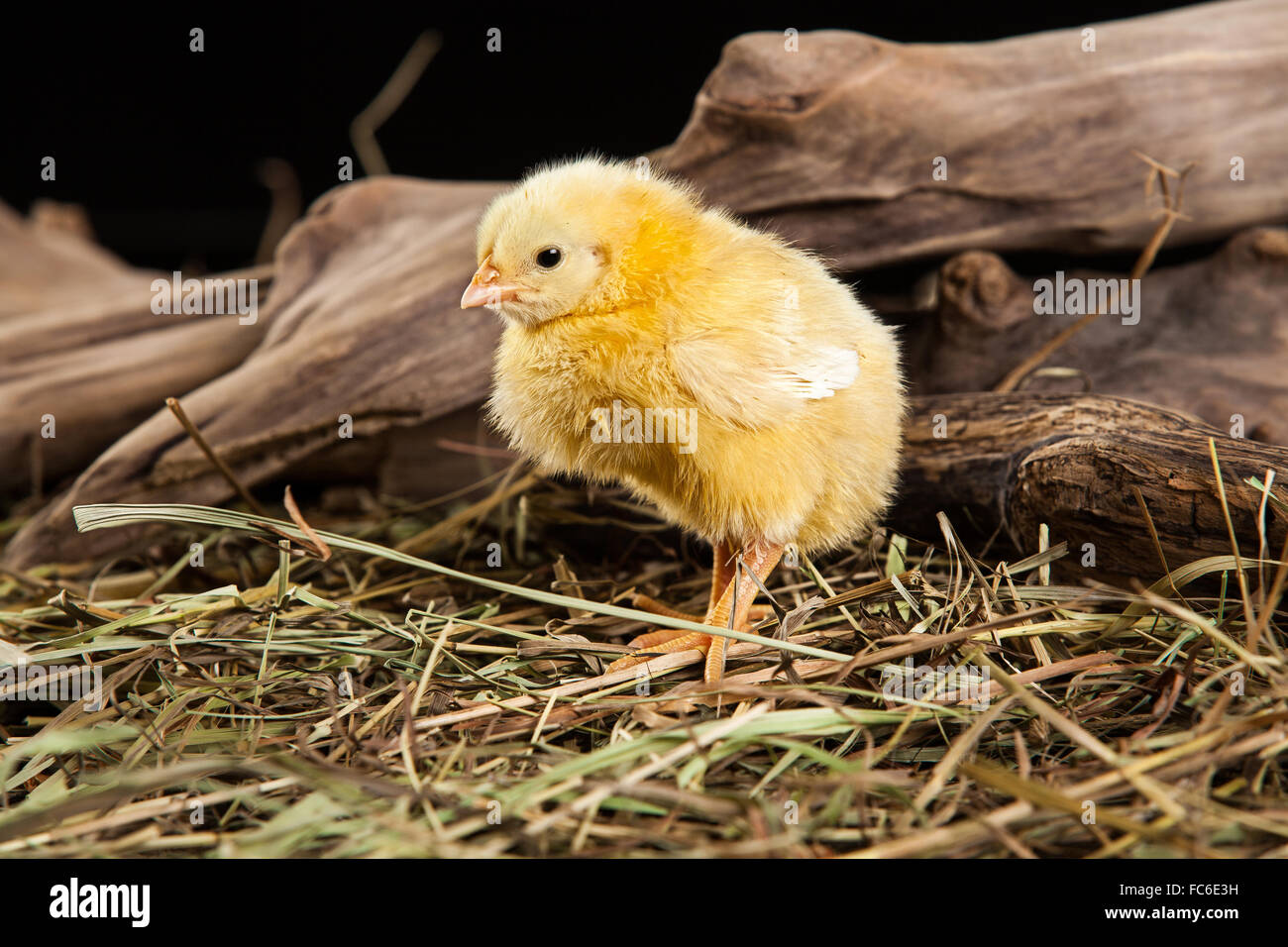 Little Yellow Chicken Stock Photo Alamy