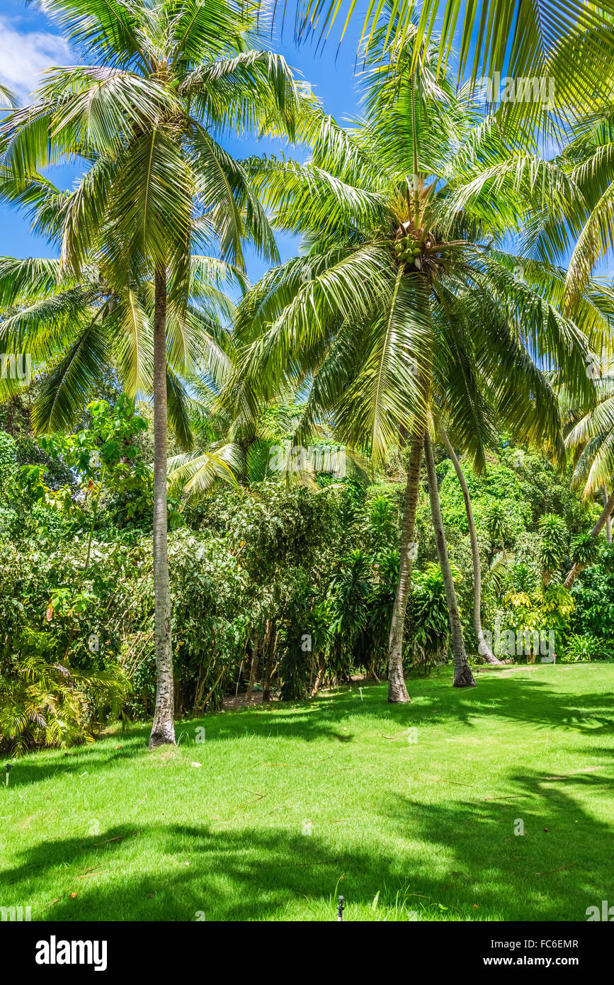coconut tree grove Stock Photo Alamy