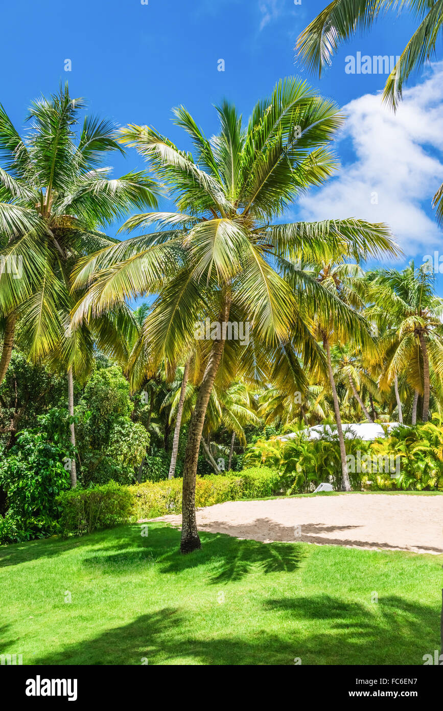 Coconut tree grove hires stock photography and images Alamy