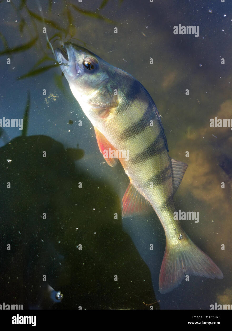 summer perch fishing bait Stock Photo Alamy