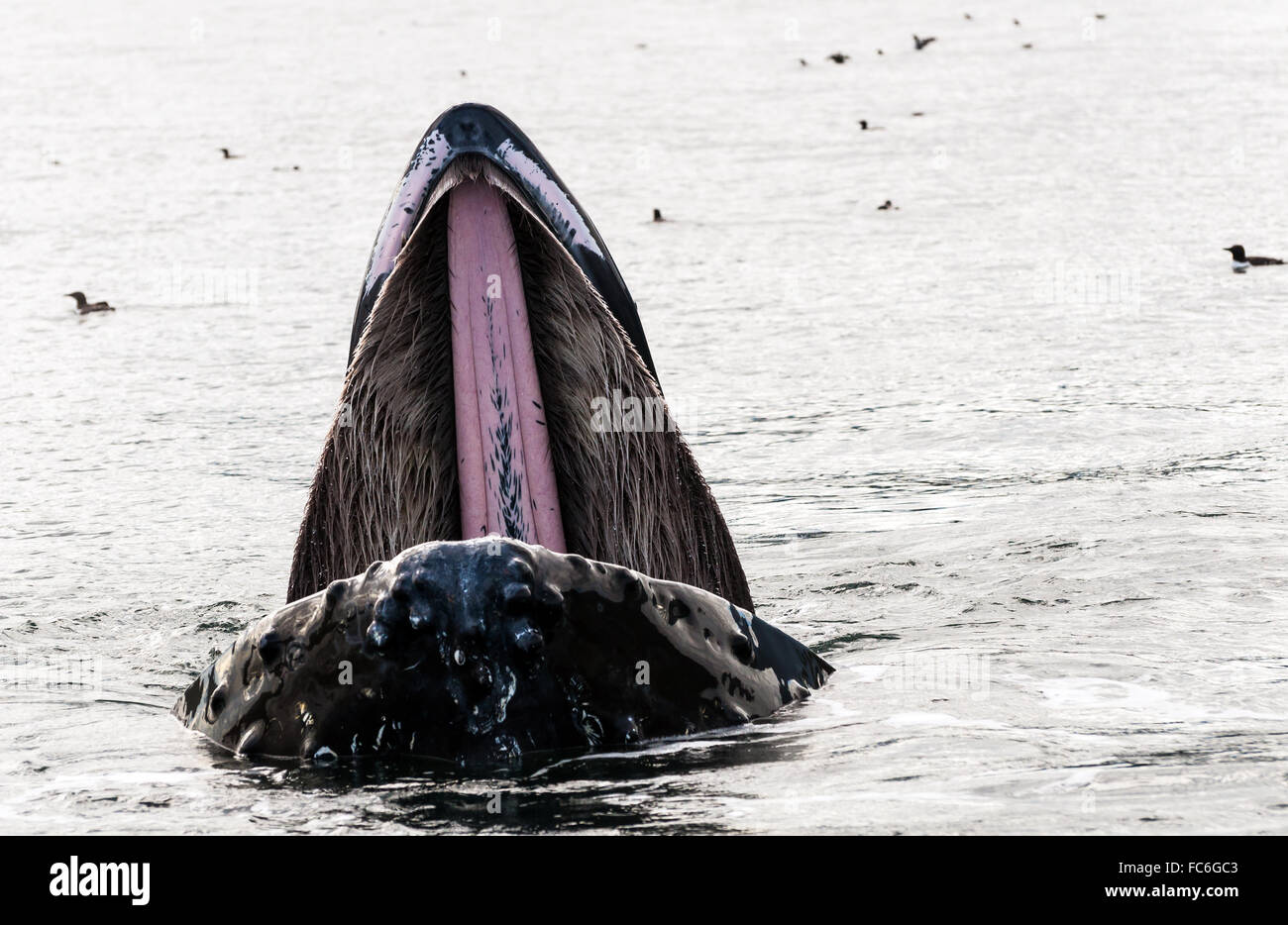 Canada - Humpback Whale Lunge Feeding Stock Photo