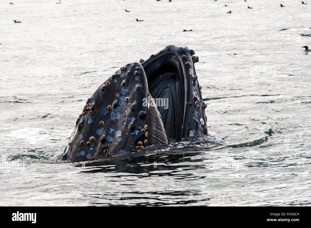 Canada - Humpback Whale Lunge Feeding Stock Photo