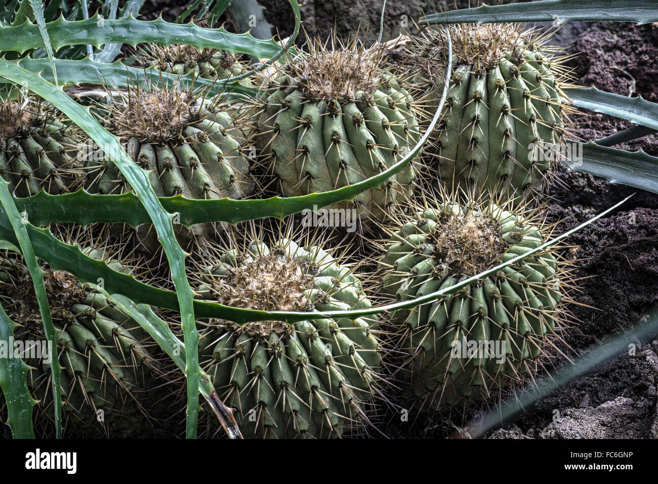 Cacti Belonging to the Genus Copiapoa Stock Photo