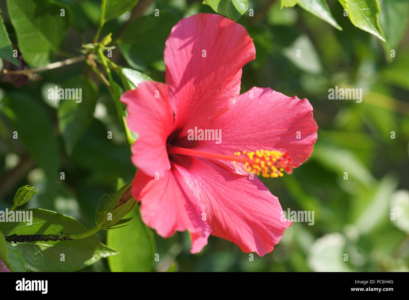 Chinese hibiscus Stock Photo