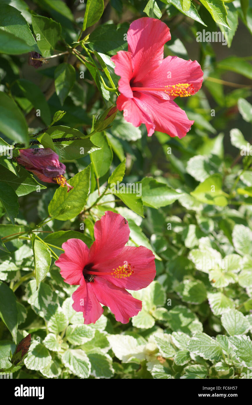 Chinese hibiscus Stock Photo