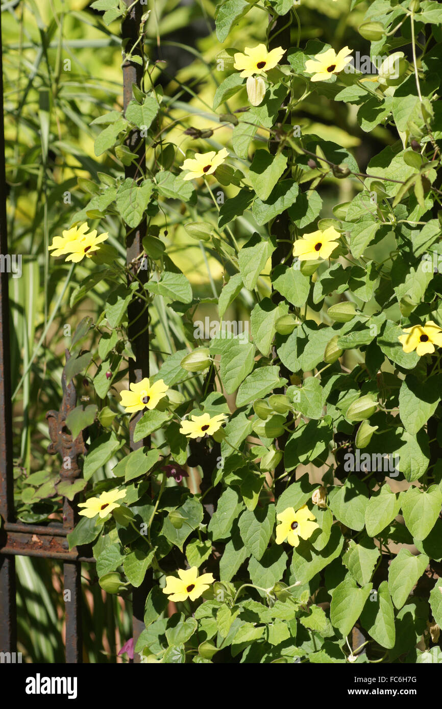 Blackeyed susan vine Stock Photo Alamy
