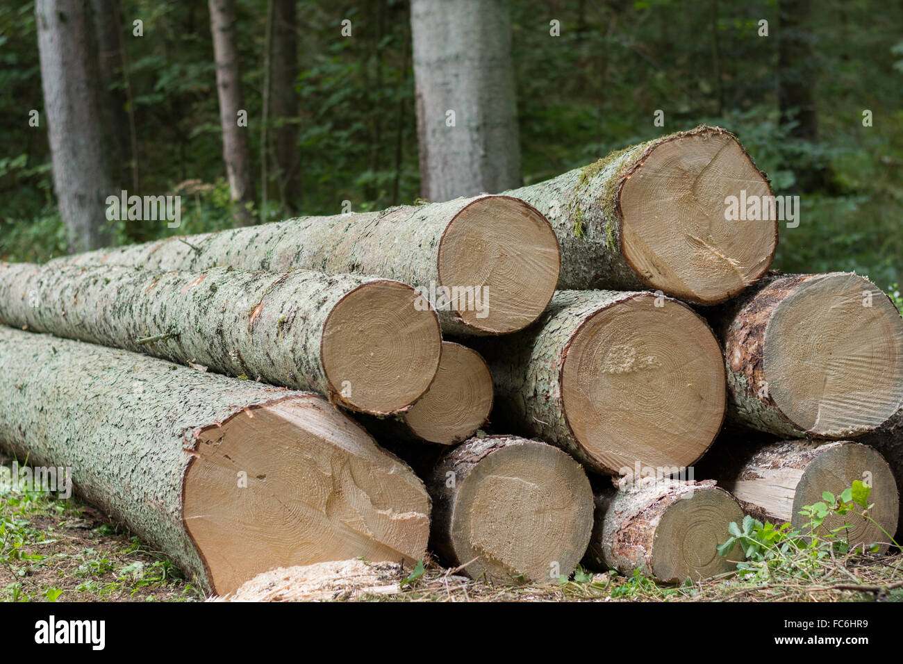 Spruce trees freshly felled Stock Photo