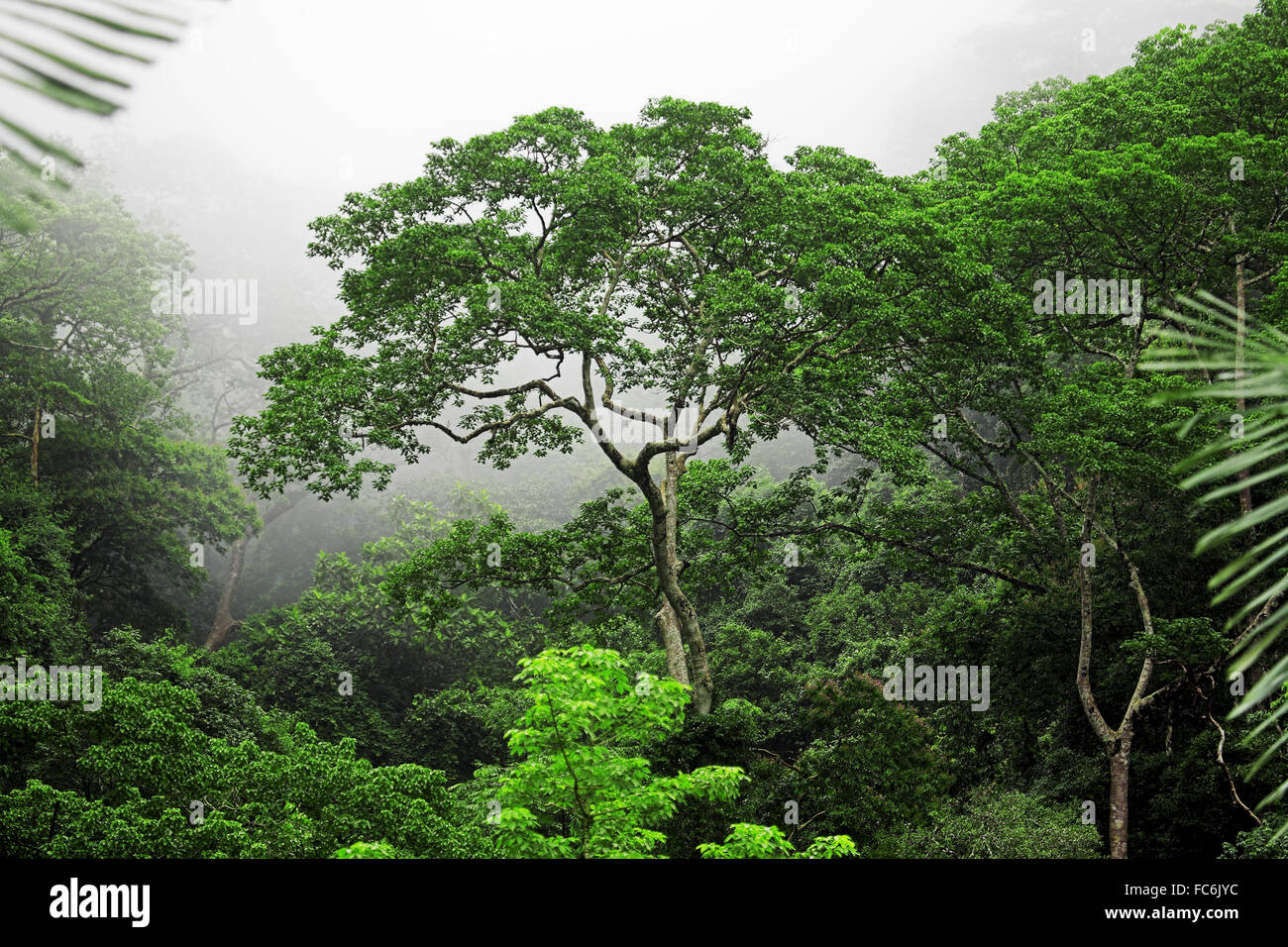 Tropical rain forest Stock Photo
