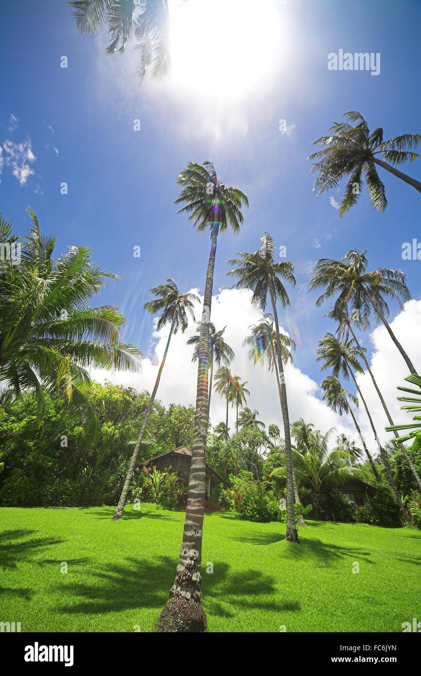 Tropical garden design hi-res stock photography and images - Alamy