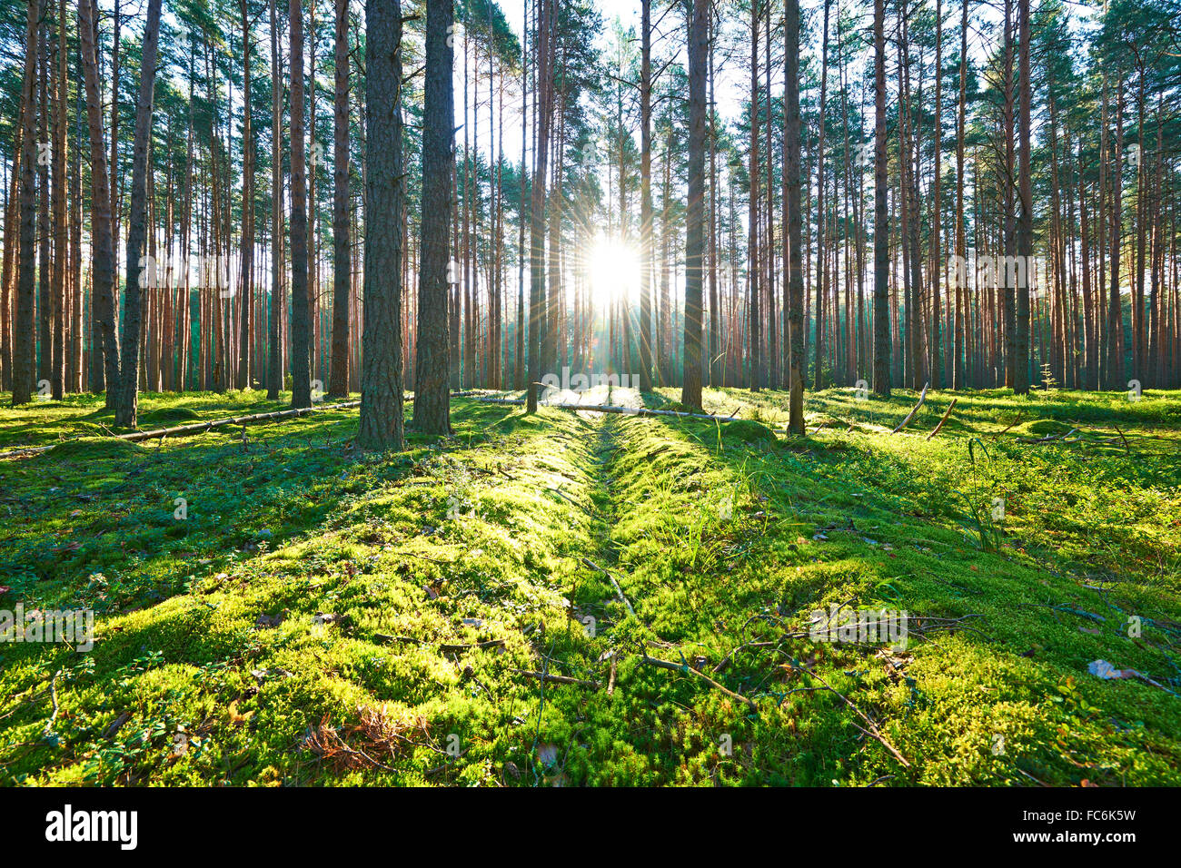 Sunrise in pine forest Stock Photo - Alamy