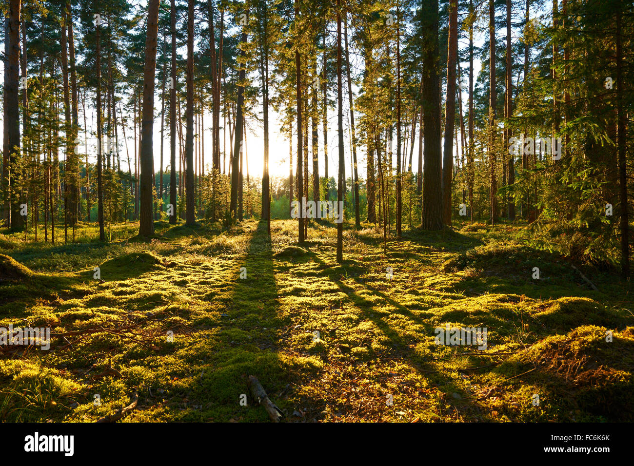 Sunrise in pine forest Stock Photo - Alamy