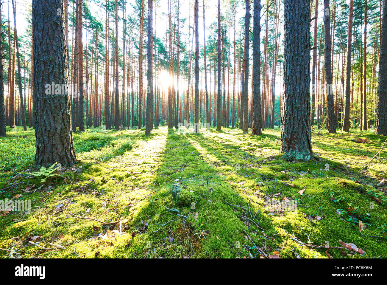Sunrise in pine forest Stock Photo - Alamy