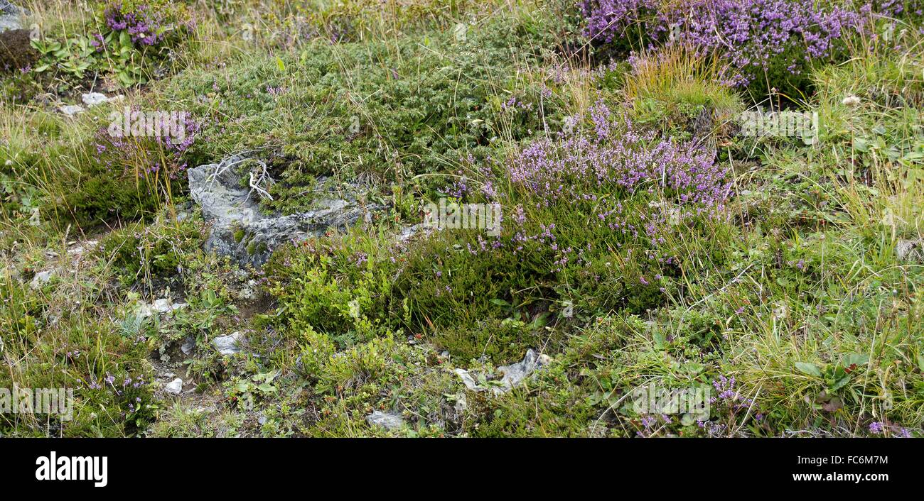 plants at a alpine pasture Stock Photo