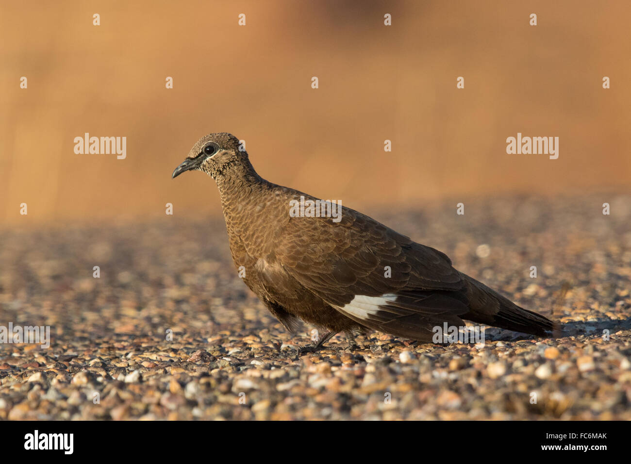 White-quilled Rock Pigeon (Petrophassa albipennis) Stock Photo