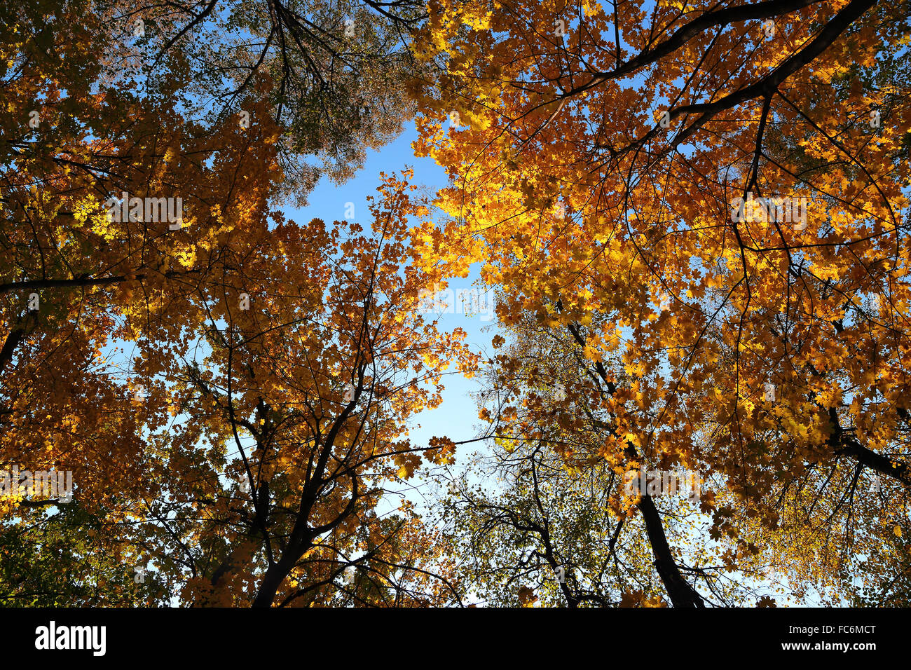 autumn leaves on trees under sky Stock Photo