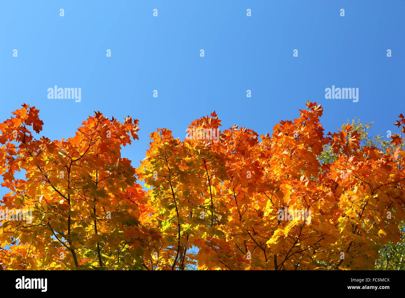 autumn leaves on trees on sky background Stock Photo