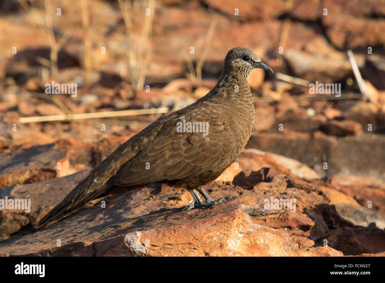 White-quilled Rock Pigeon (Petrophassa albipennis) Stock Photo