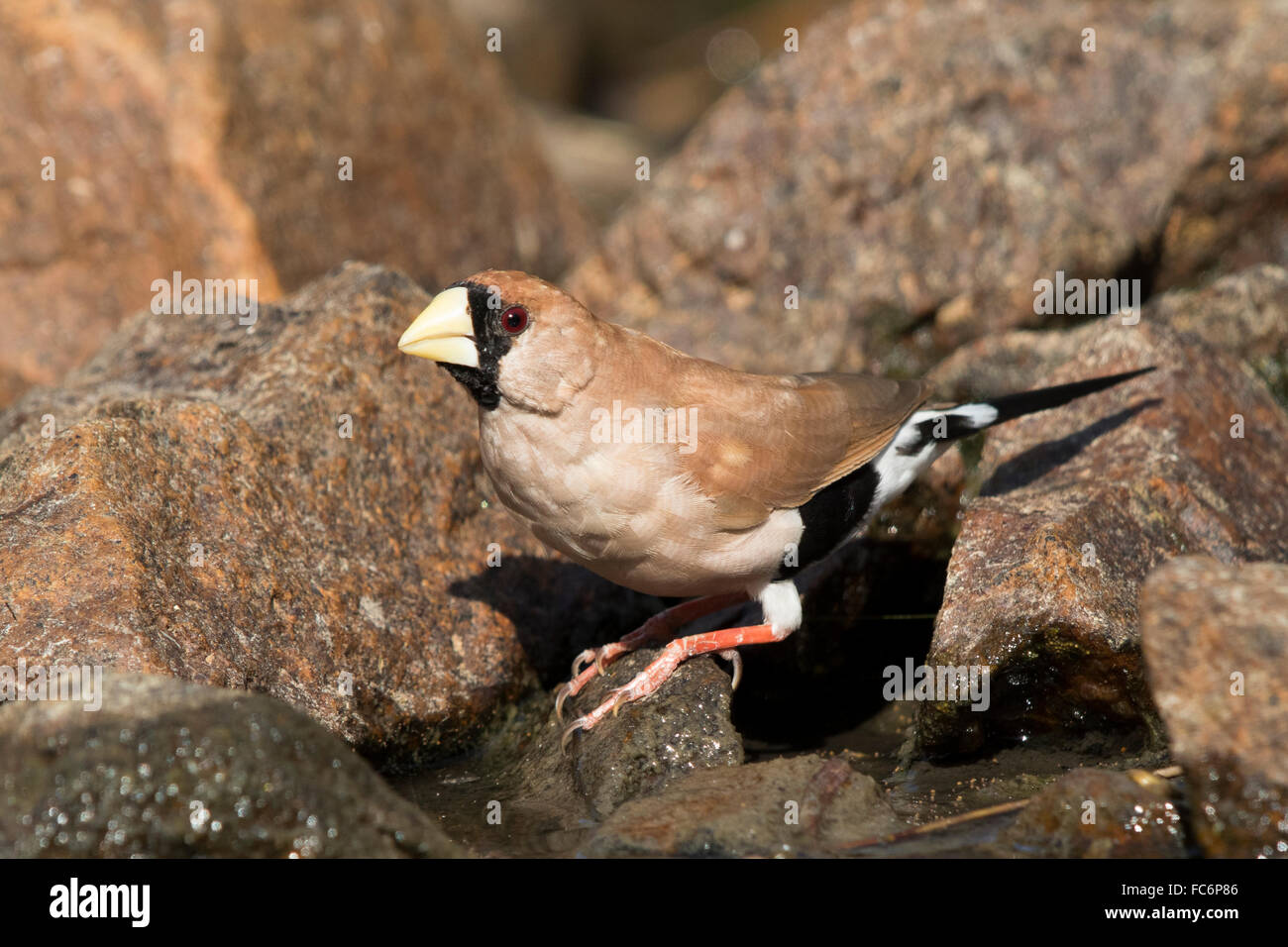 Poephila personata hires stock photography and images Alamy