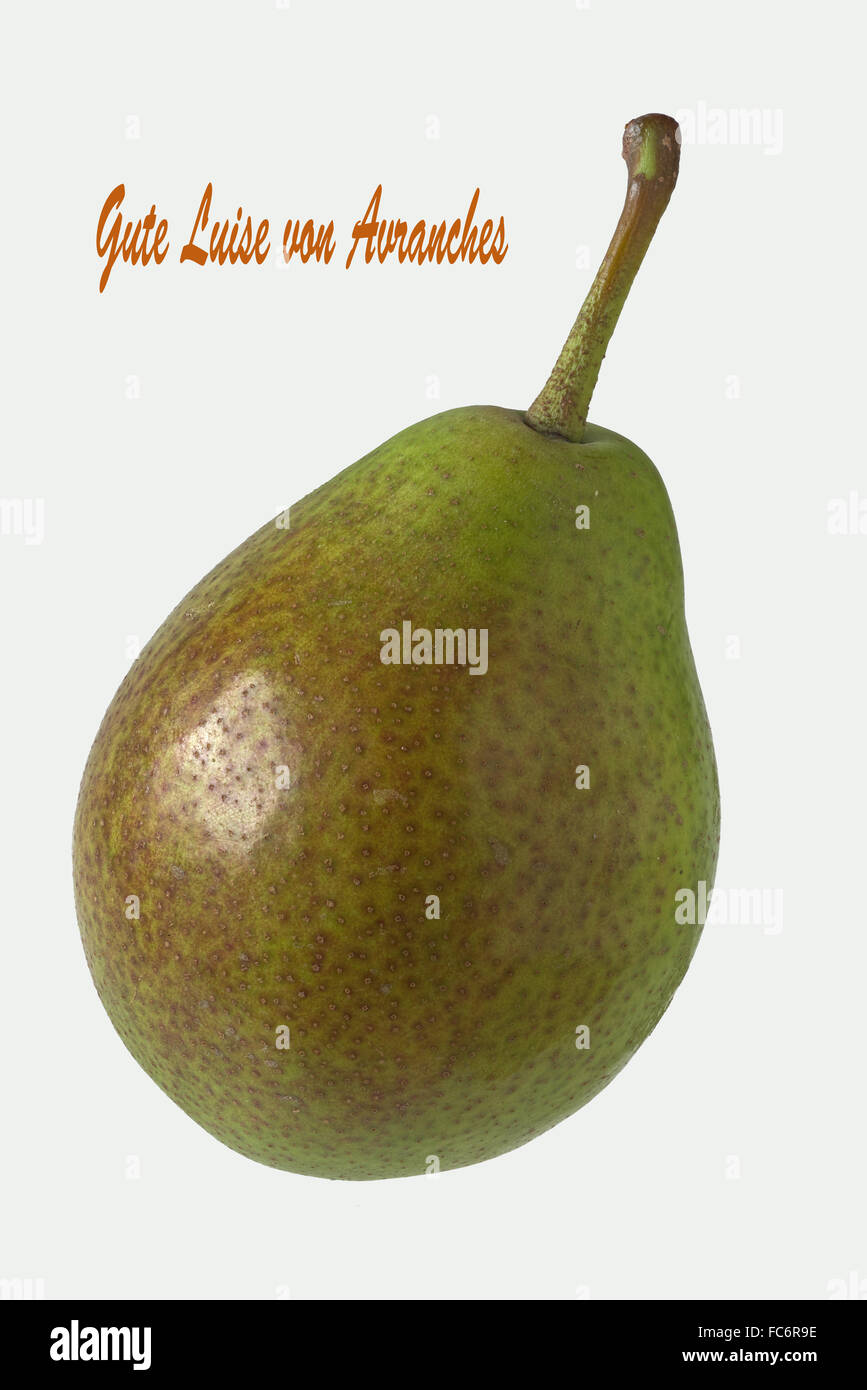 Pear Variety: Gute Louise von Avranches Stock Photo
