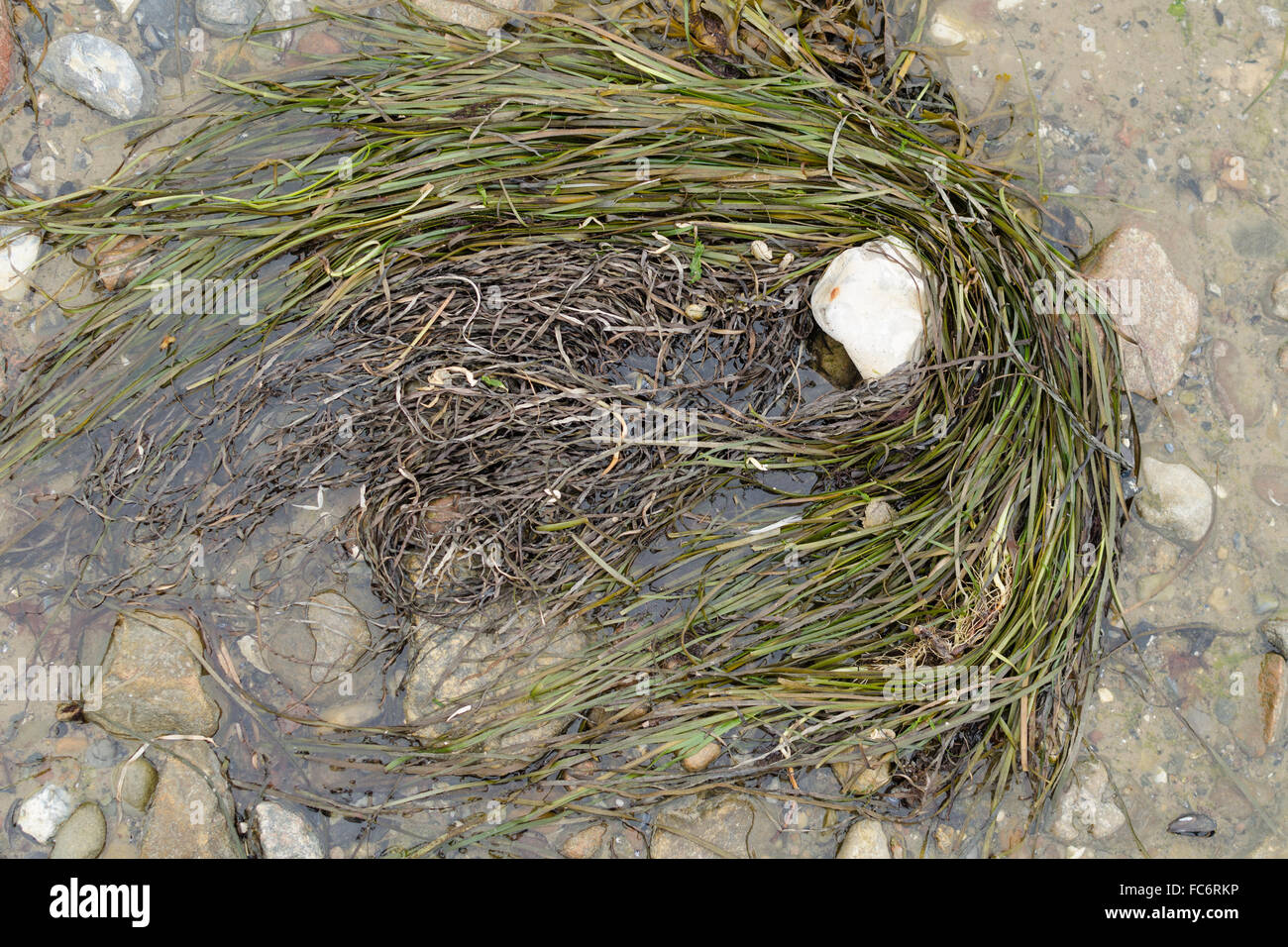 Sea weed Stock Photo