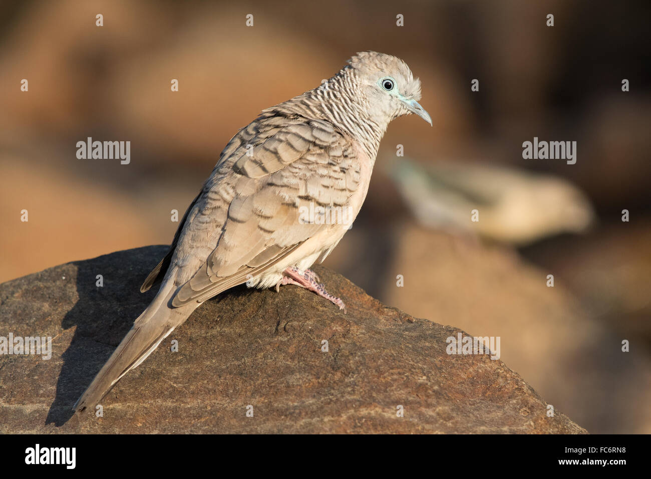 Peaceful Dove (Geopelia placida) Stock Photo