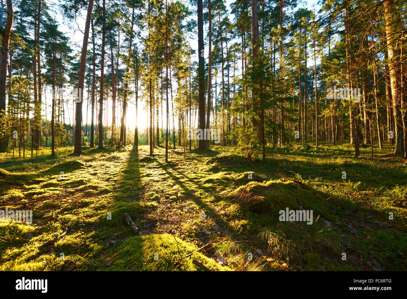 Sunrise in pine forest Stock Photo - Alamy