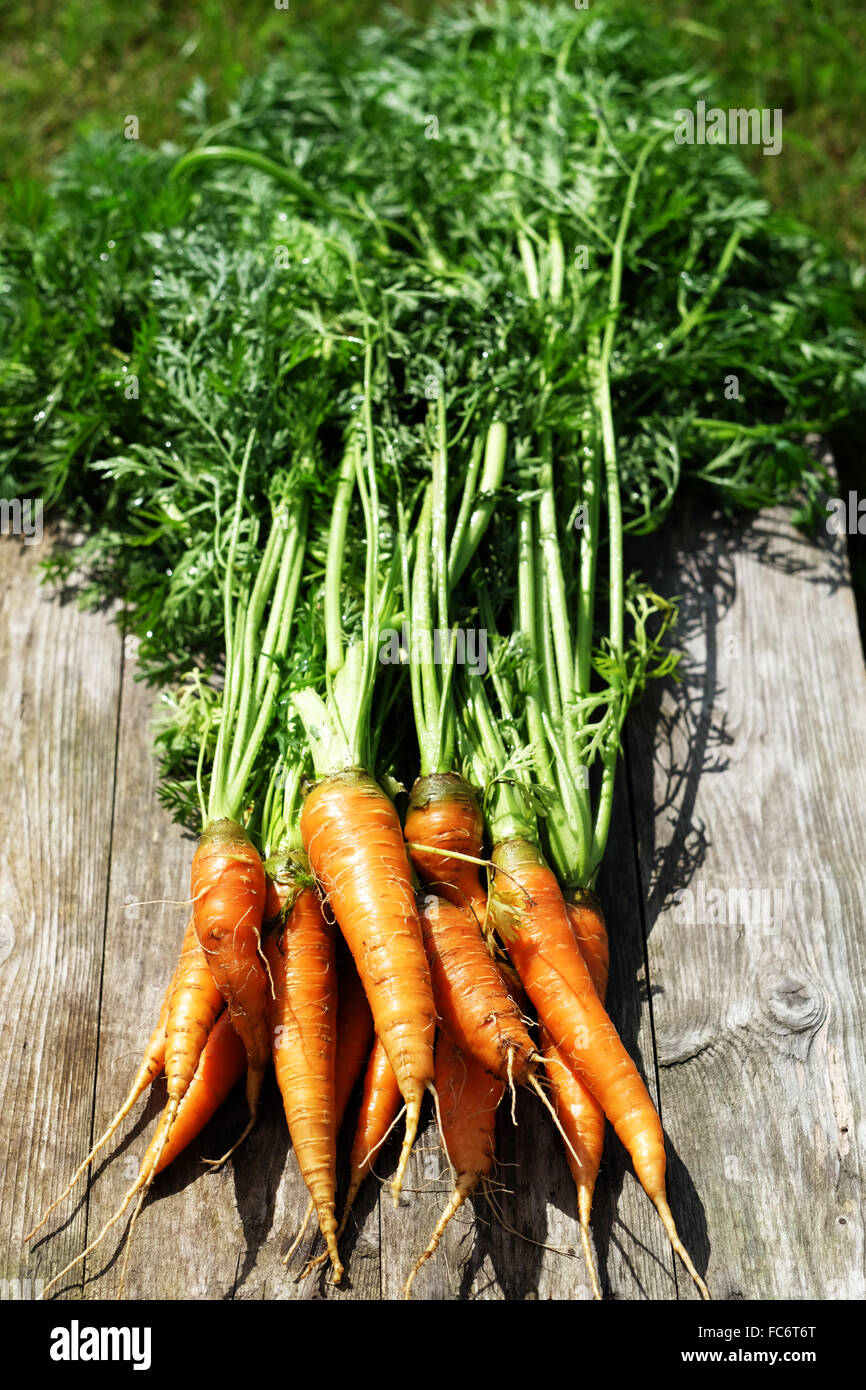 Ripe and fresh organic carrots Stock Photo - Alamy