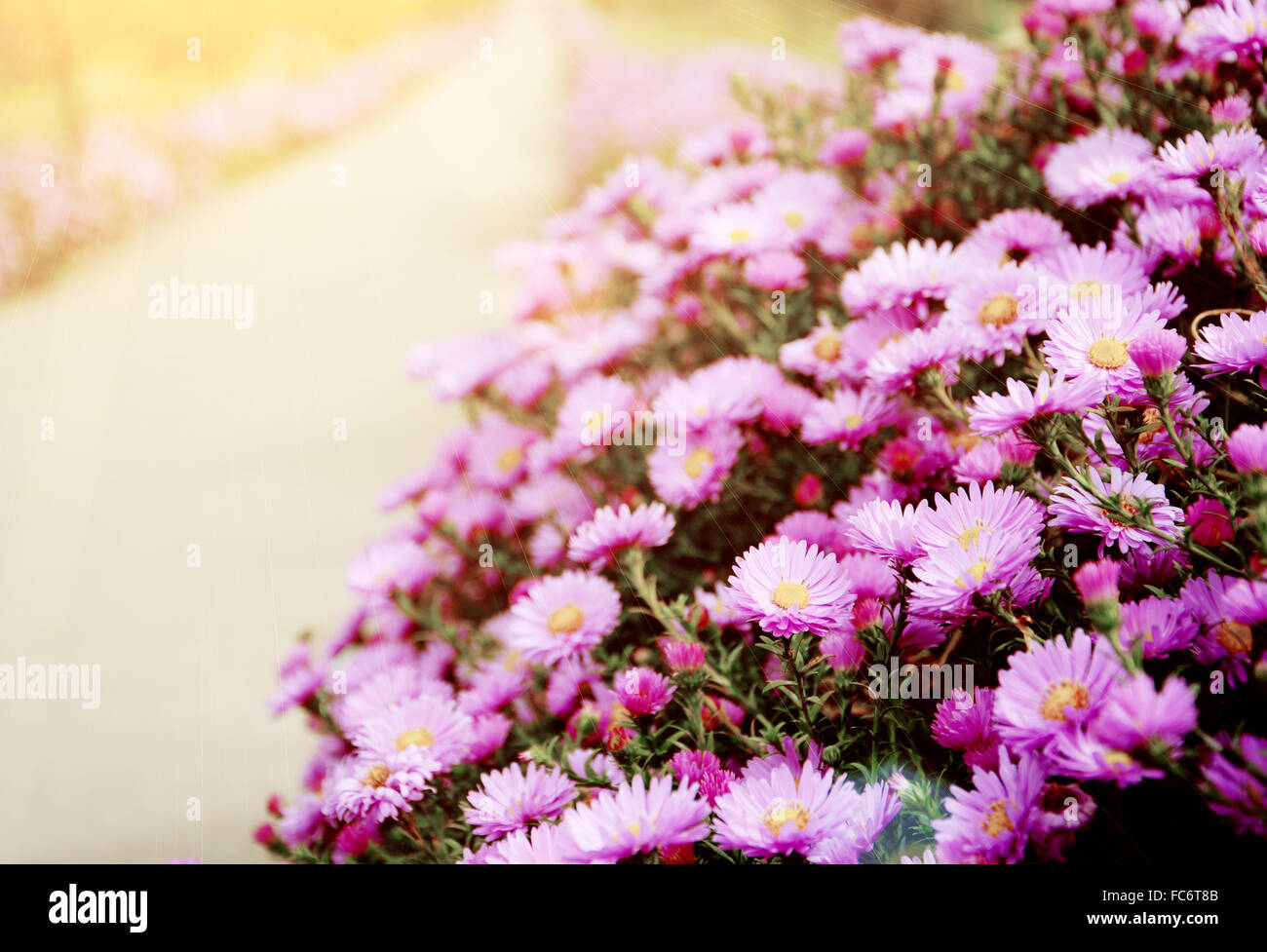 Small garden Astra flowers. Stock Photo