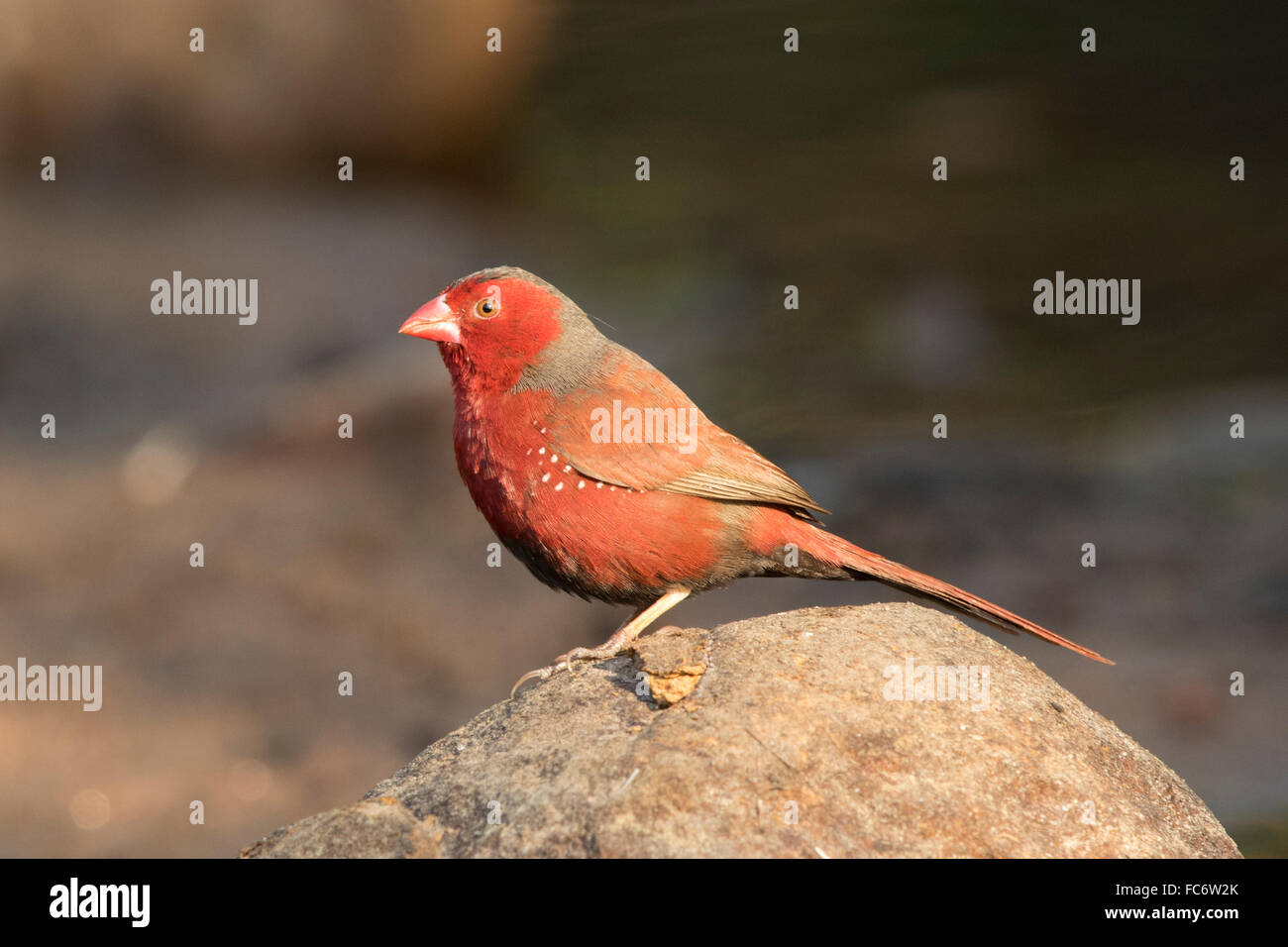 Crimson Finch (Neochmia phaeton Stock Photo Alamy