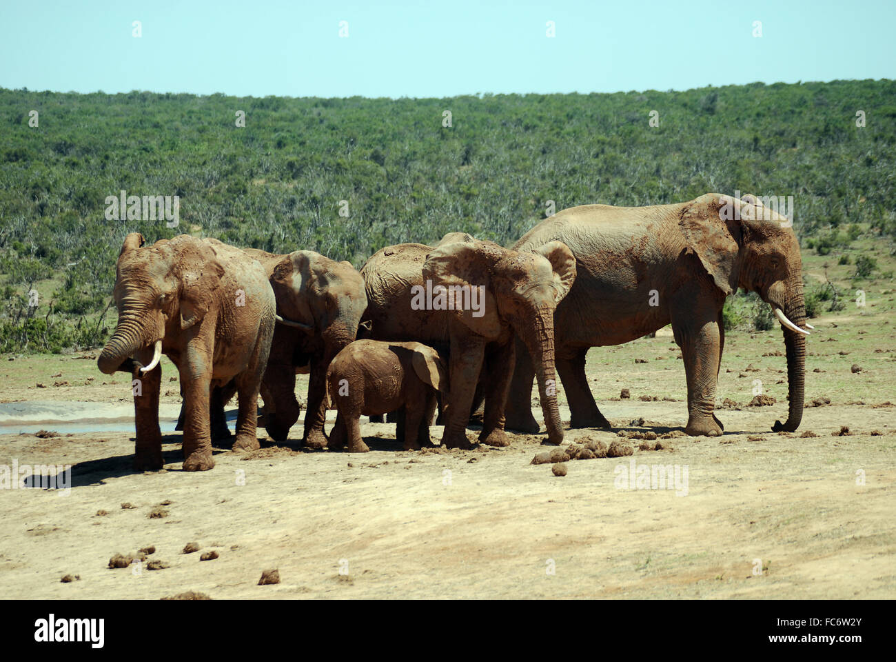 elephant family in south africa Stock Photo