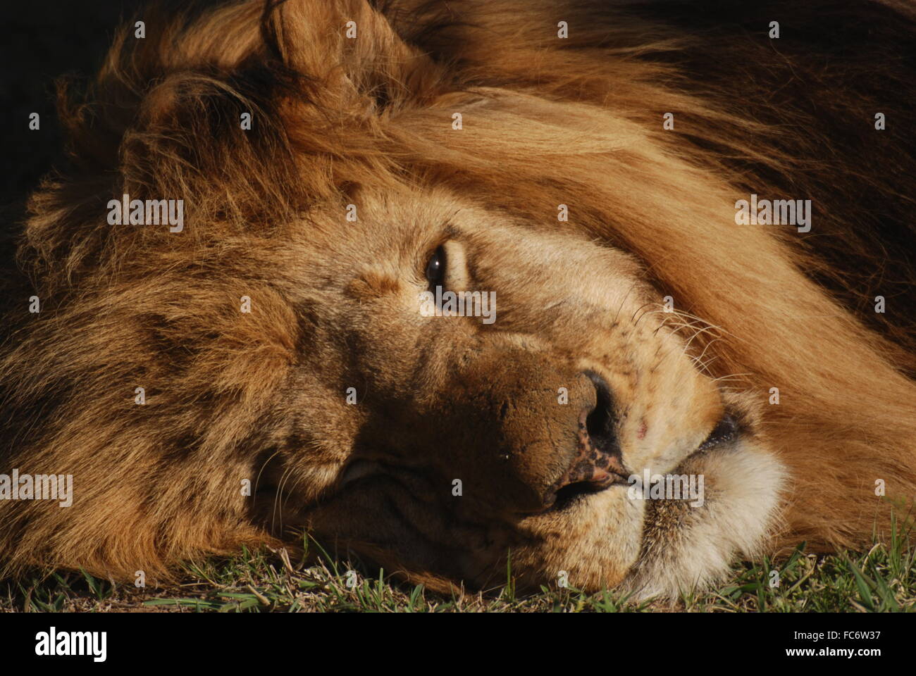dozing lion Stock Photo