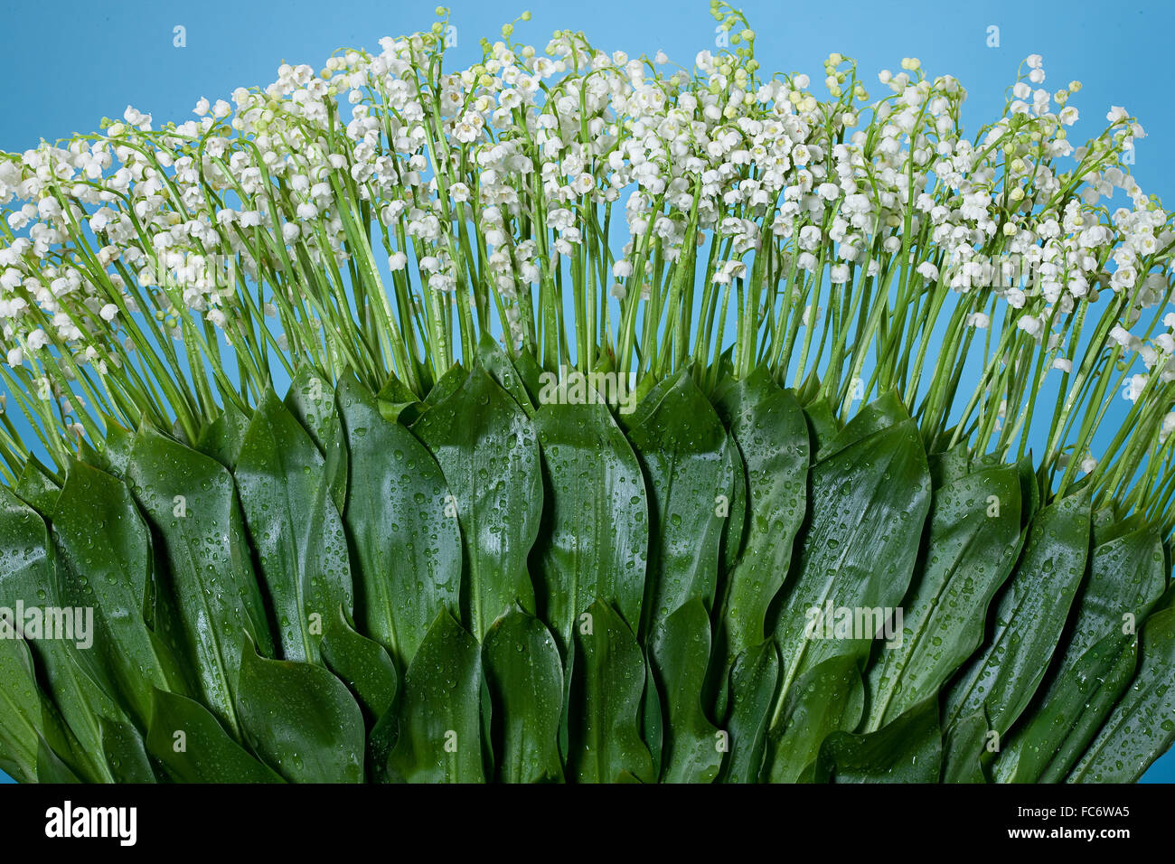 Lilies Of The Valley Stock Photo Alamy