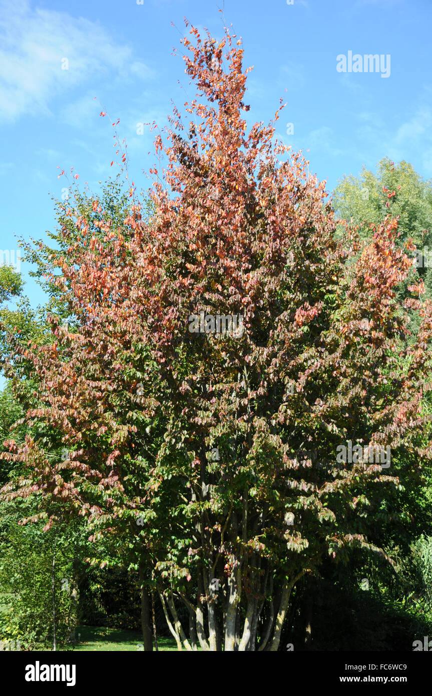 Ironwood Trees High Resolution Stock Photography and Images Alamy