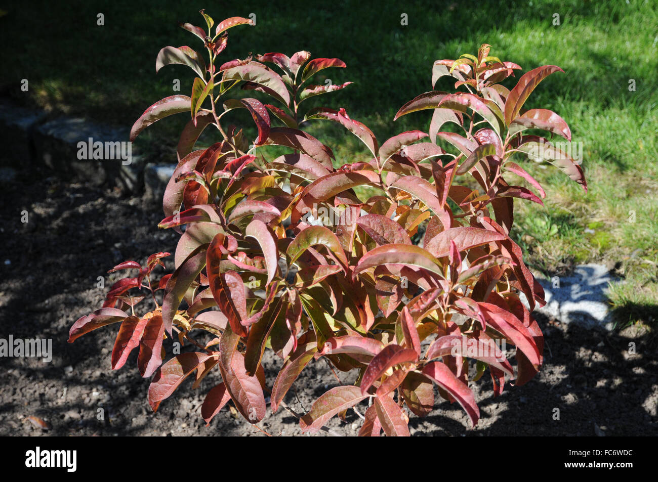 Sourwood Stock Photo