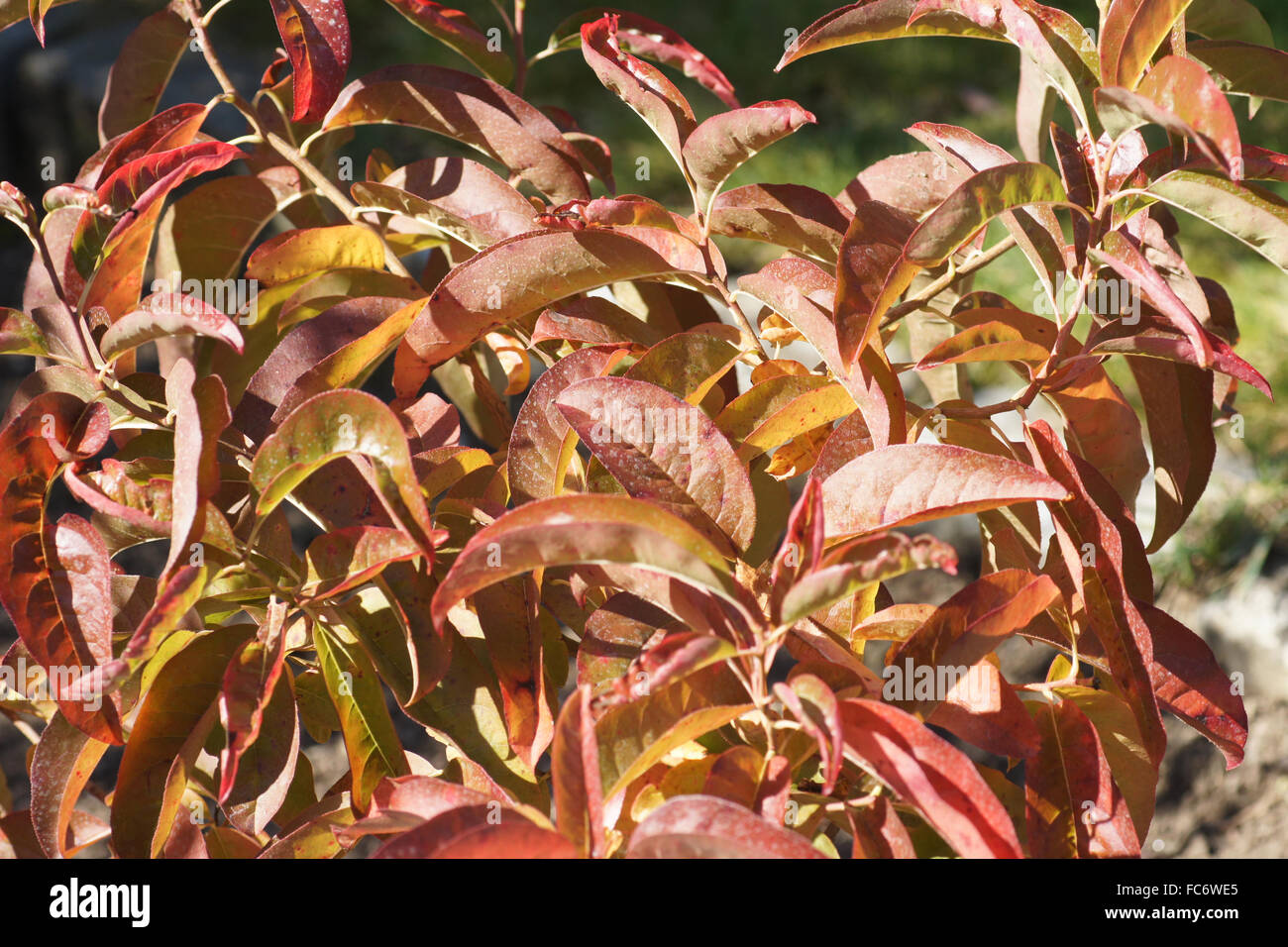 Sourwood Stock Photo