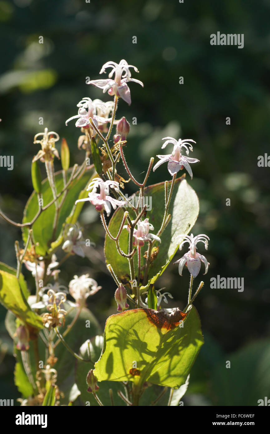 Toadlily Stock Photo