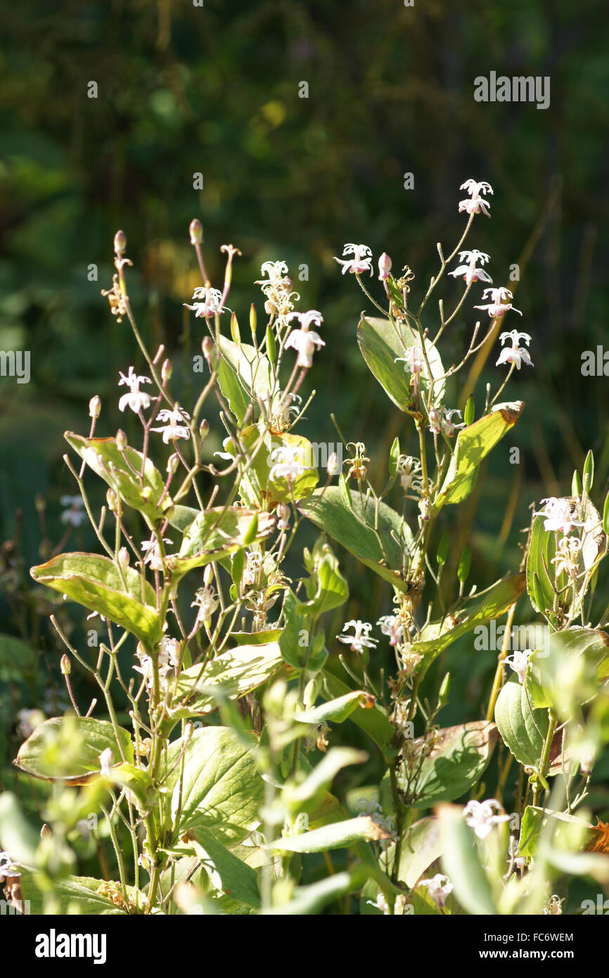 Toadlily Stock Photo