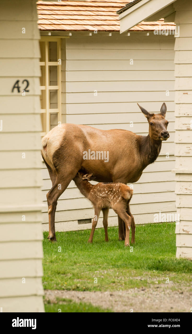 Elk Calf Breakfast Stock Photo