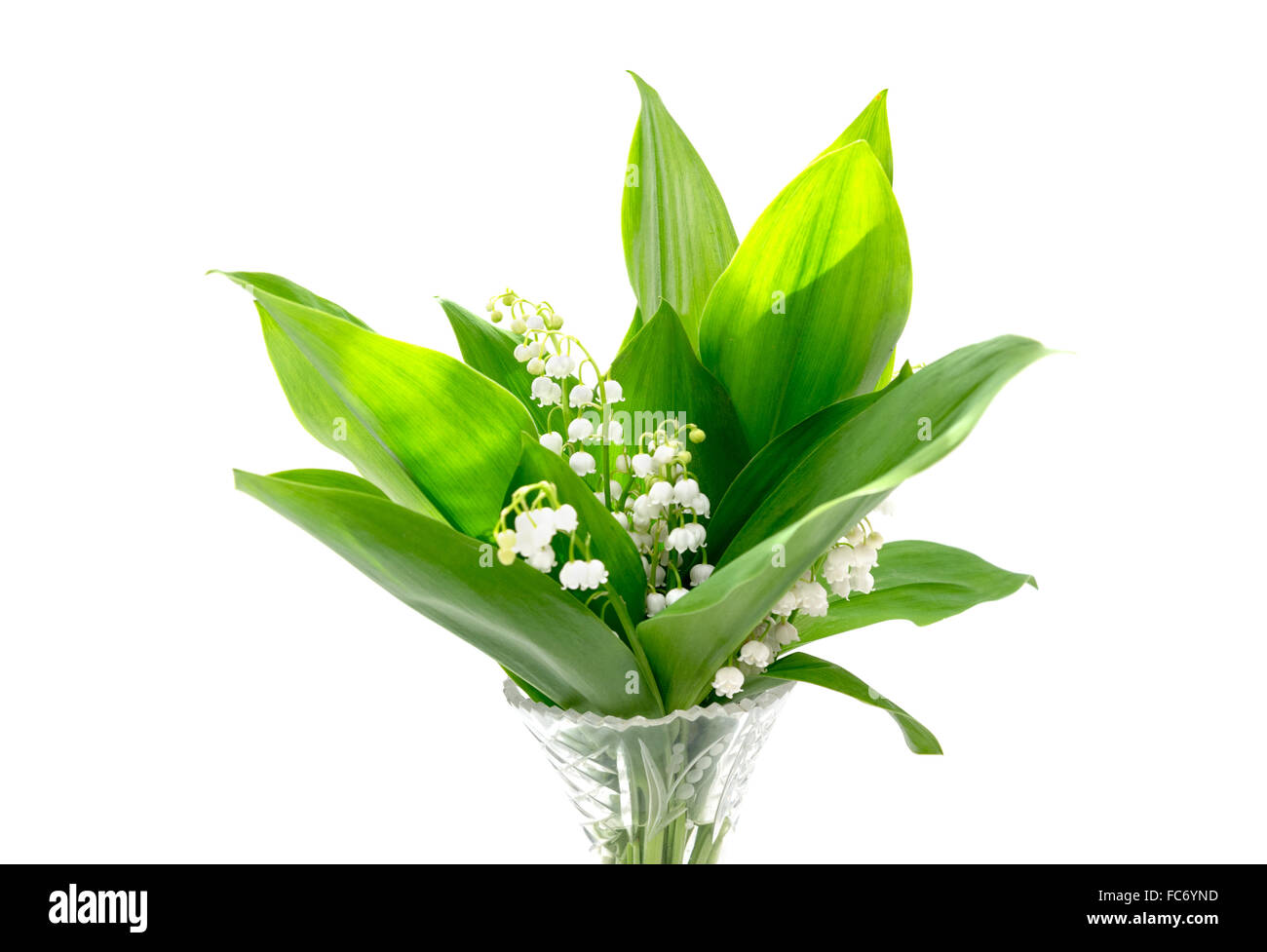 Bouquet of lily of the valley in a vase on a white background Stock ...