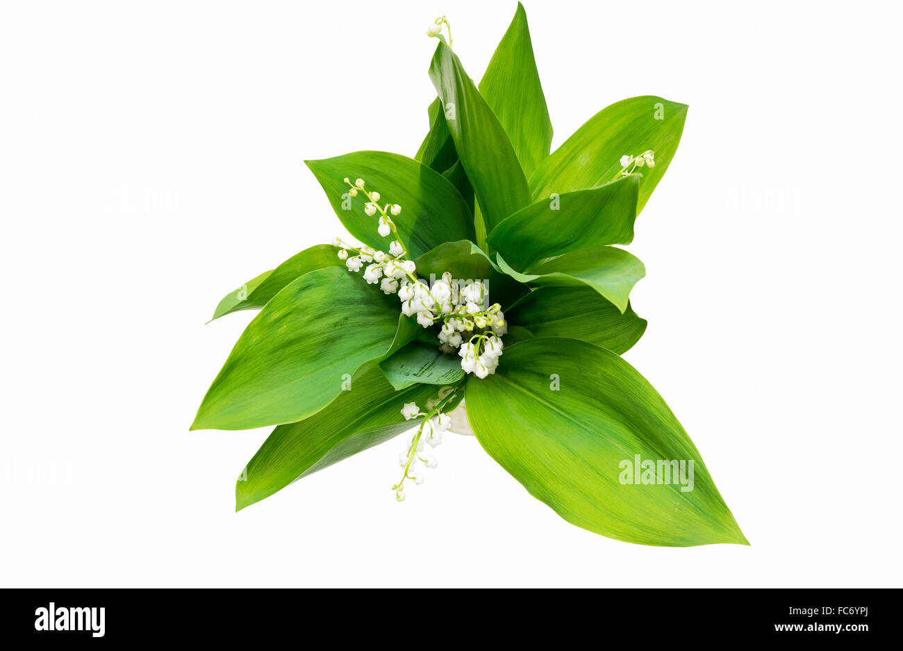 Lily of The Valley Top