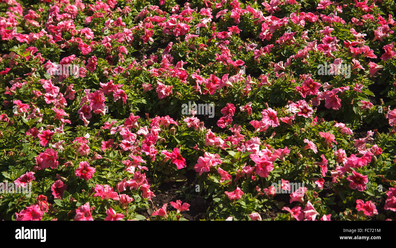 Flower wall background Stock Photo Alamy
