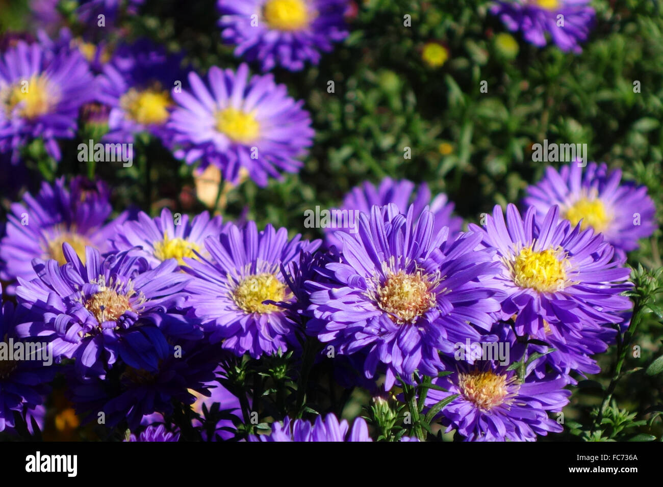 Harrison's Blue, Asteraceae Stock Photo