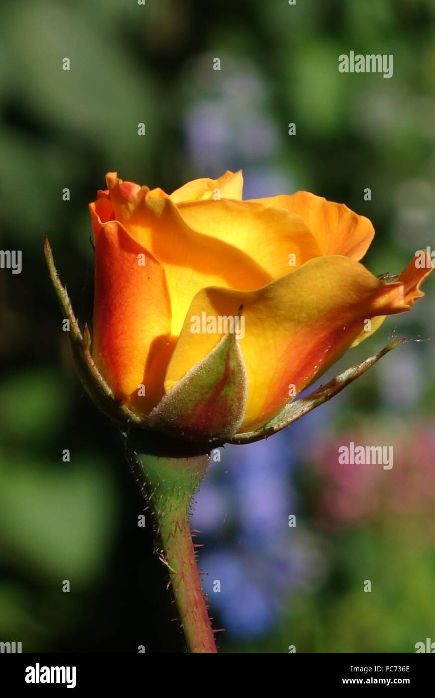yellow rose in autuum garden Stock Photo