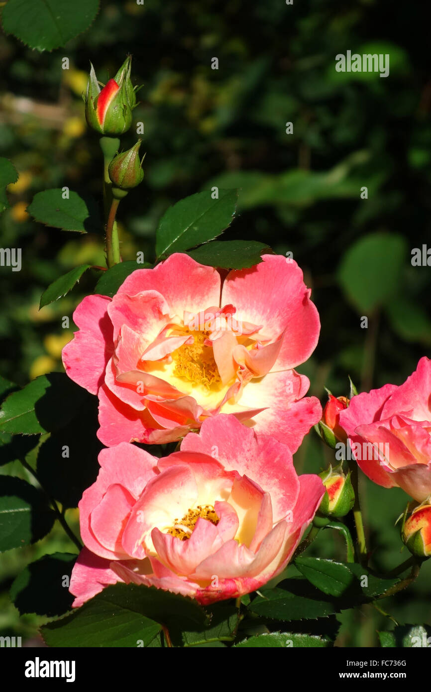 Rosa herzogin friederike hi-res stock photography and images - Alamy